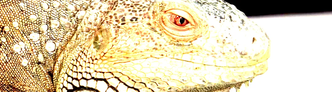 Sacramento Reptile Show